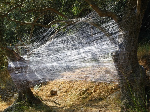 Voulgaris, ‘A Monument For The Olive Grove III’ Outdoor Installation 2010, Variable Dimensions, 10,500 meters of Silk thread